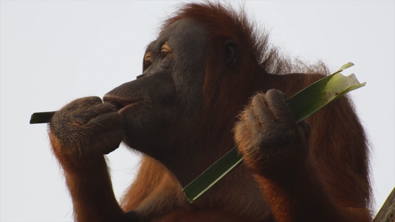 orangutan comiendo plantas, mono en un árbol, naturaleza y selva