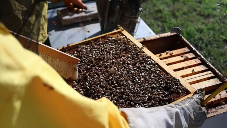 Beekeepers brushing bee hive full of bees, Central Italy