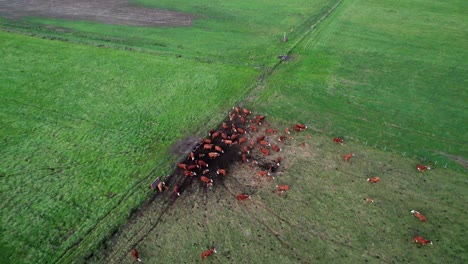 cool tilting aerial of livestock pasture on california coastline