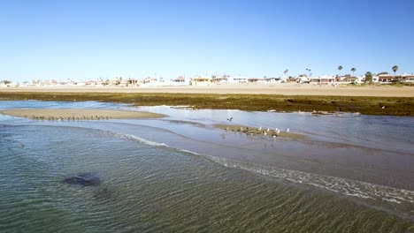 Aéreo,-Bandadas-De-Gaviotas-Despegan-Al-Unísono-De-Las-Playas-Intermareales,-Puerto-Peñasco,-Punta-Rocosa,-Golfo-De-California,-Méjico