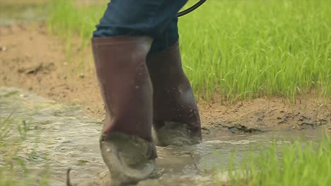 granjero rociando fertilizante líquido en el campo de arroz