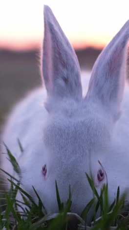a white bunny eats green grass. vertical video