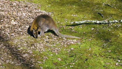 Wallaby-Riecht-Den-Boden-Und-Die-Luft