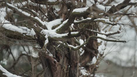 Nieve-Ligera-Sobre-Las-Ramas-Retorcidas-Del-árbol-Muerto