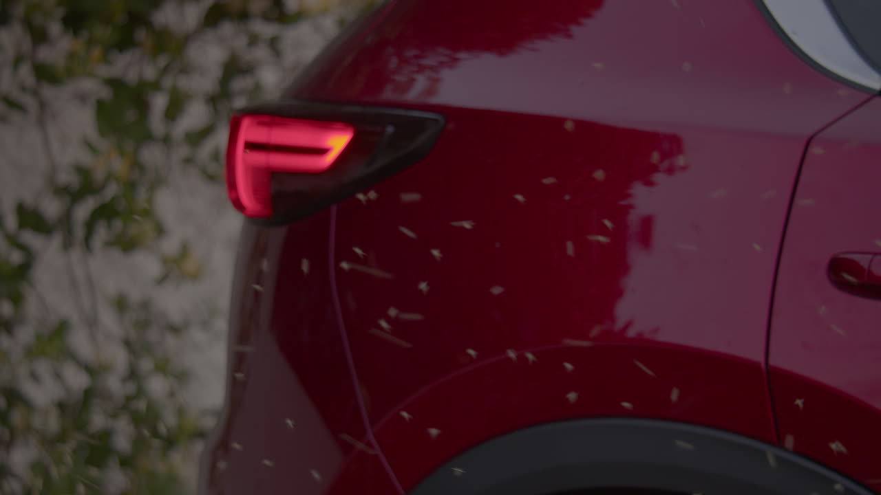 los insectos están volando alrededor del maletero del coche