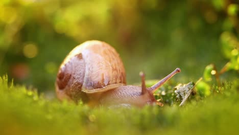 Nahaufnahme-Einer-Schnecke,-Die-Langsam-Im-Sonnenlicht-Des-Sonnenuntergangs-Kriecht.