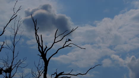 Silhouette-Eines-Kleinen-Vogels,-Der-Auf-Einem-Blattlosen-Ast-Thront