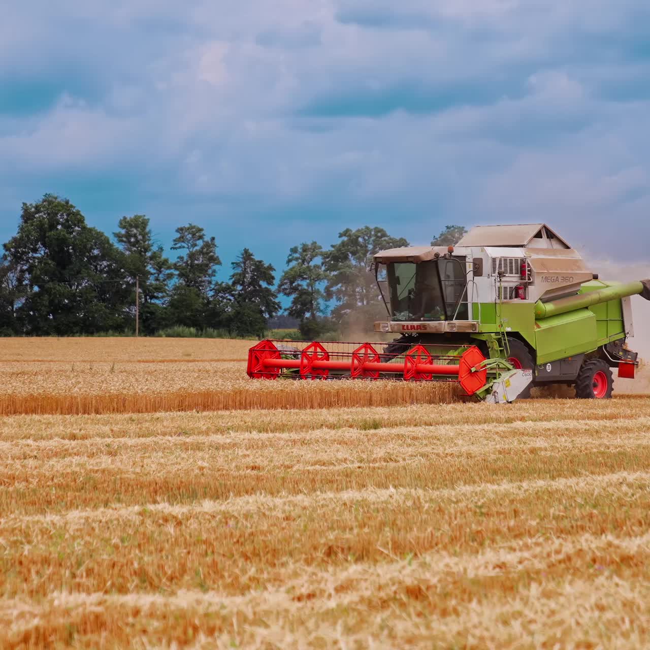 Harvesting of field with combine. Agriculture machine harvesting golden ripe wheat field