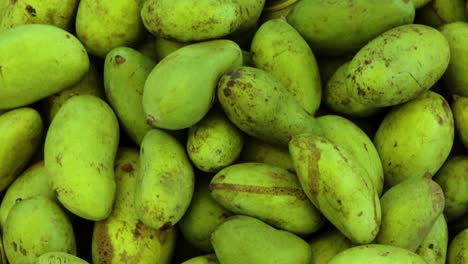 fresh organic unripe mangoes from farm close up from different angle