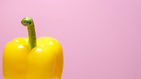 beautiful yellow pepper on a pink background beautiful yellow pepper on a pink background macro rotation filming advertising of vegetarian fresh food