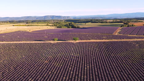 meseta de valensole campo de lavanda vista aérea