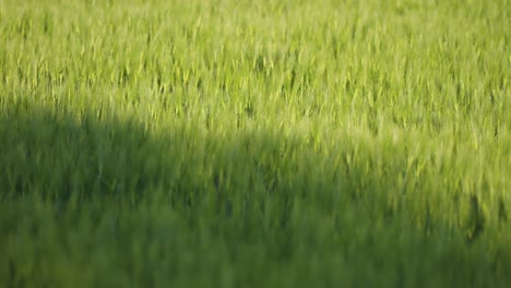 Lush-green-ears-of-wheat-in-the-field-in-early-summer