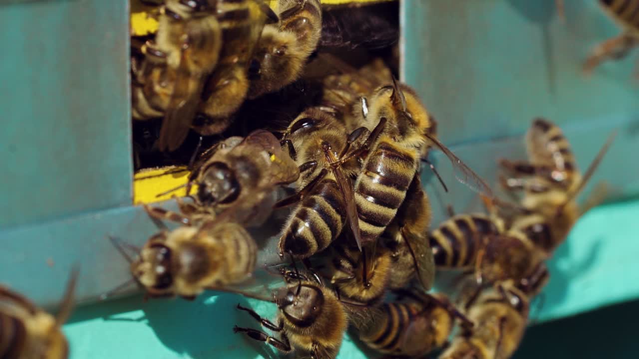Honey bees swarming and flying around their beehive. Life of worker bees. Slow motion