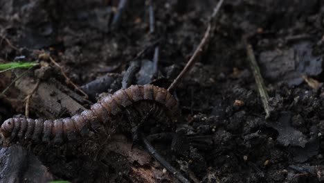 moving towards the left to go out of the frame, millipede, orthomorpha, thailand