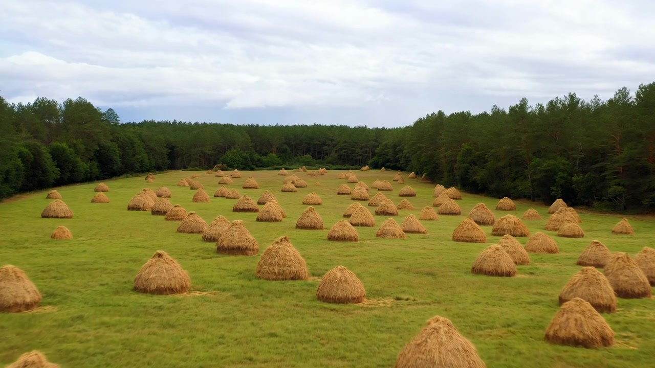 Forhøjet panoramaudsigt over en vidtstrakt landlig eng dækket med mange koniske høstakke, der strækker sig gennem forgrunden og mellemgrunden ved siden af tæt blandet skov under blødt overskyet lys.