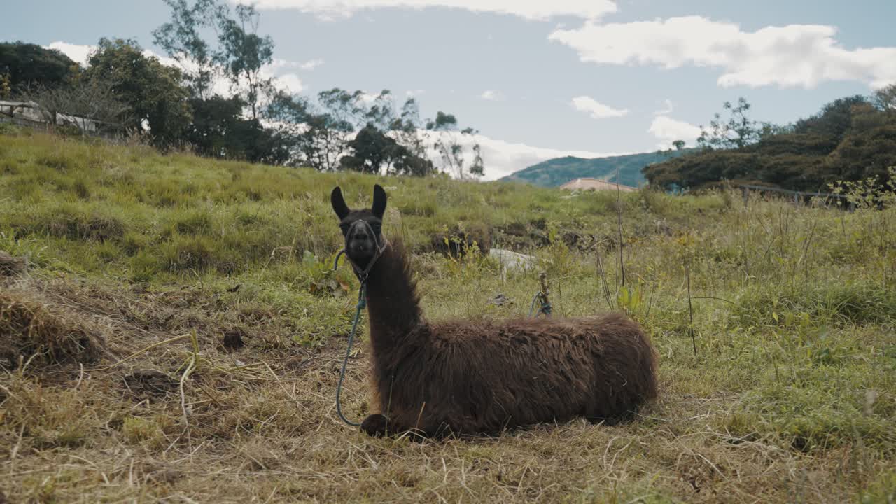 페루의 푸른 농경지에 앉아 있는 라마