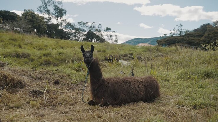 Un lama seduto su un campo agricolo verde in Perù - ripresa ampia