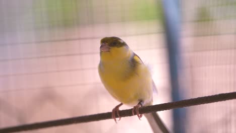 canary bird inside cage perch on sticks and wires