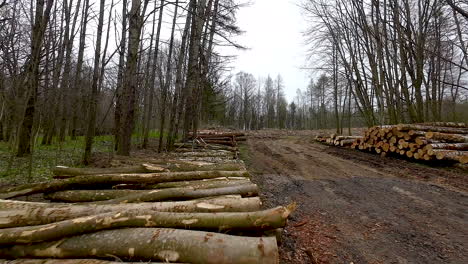 logs kept during deforestation for urbanization or resources