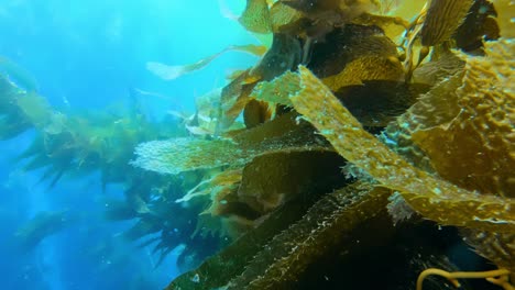 an awe-inspiring and enigmatic kelp forest holds the secrets of the ocean's species