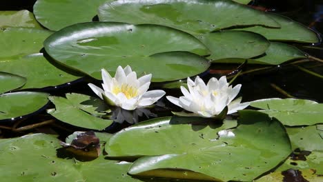 Zwei-Weiße-Seerosenblüten.-Sommer.-England.-Vereinigtes-Königreich