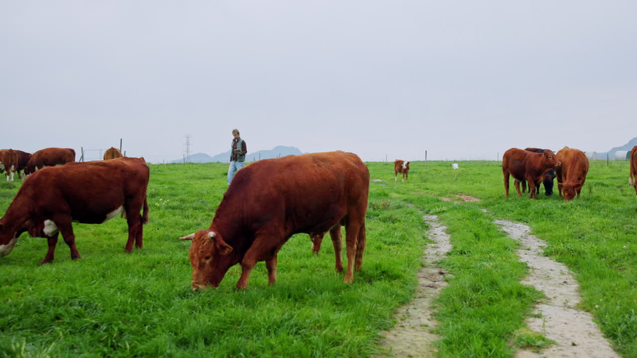 Le mucche pascolano in un campo verde