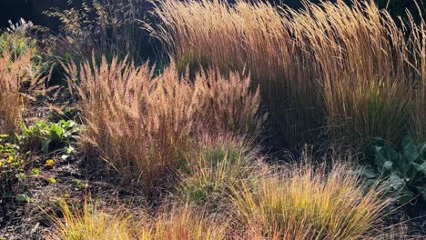 Hierba-Ornamental,-Planta-Moviéndose-Lentamente-En-El-Viento-Con-La-Luz-Del-Sol-Brillando-A-Través