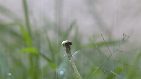 rain in the middle of the garden bathing a dandelion