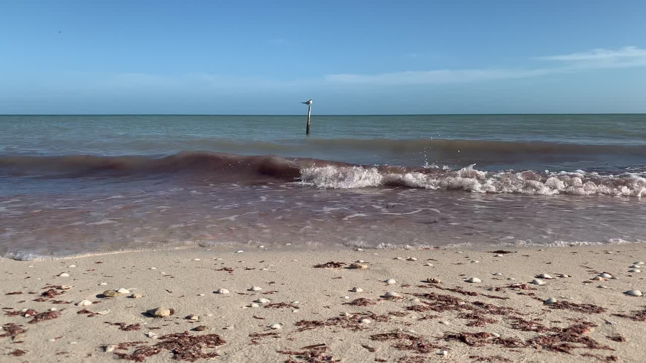 vista frontal de un pájaro sentado en un bambú a pocos metros de la playa durante una tarde soleada con un hermoso paisaje marítimo