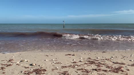 Vista-Frontal-De-Un-Pájaro-Posado-En-Un-Bambú-A-Pocos-Metros-De-La-Playa-Durante-Una-Tarde-Soleada-Con-Un-Hermoso-Paisaje-Marino