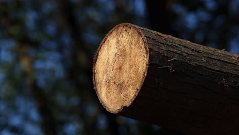 cut tree section - falled forest 11