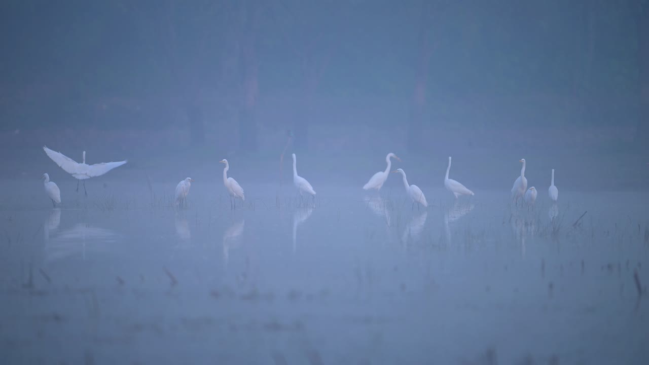 겨울의 안개가 가득한 아침의 새들