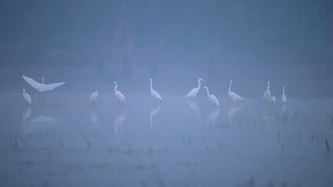 pájaros en la mañana brumosa del invierno