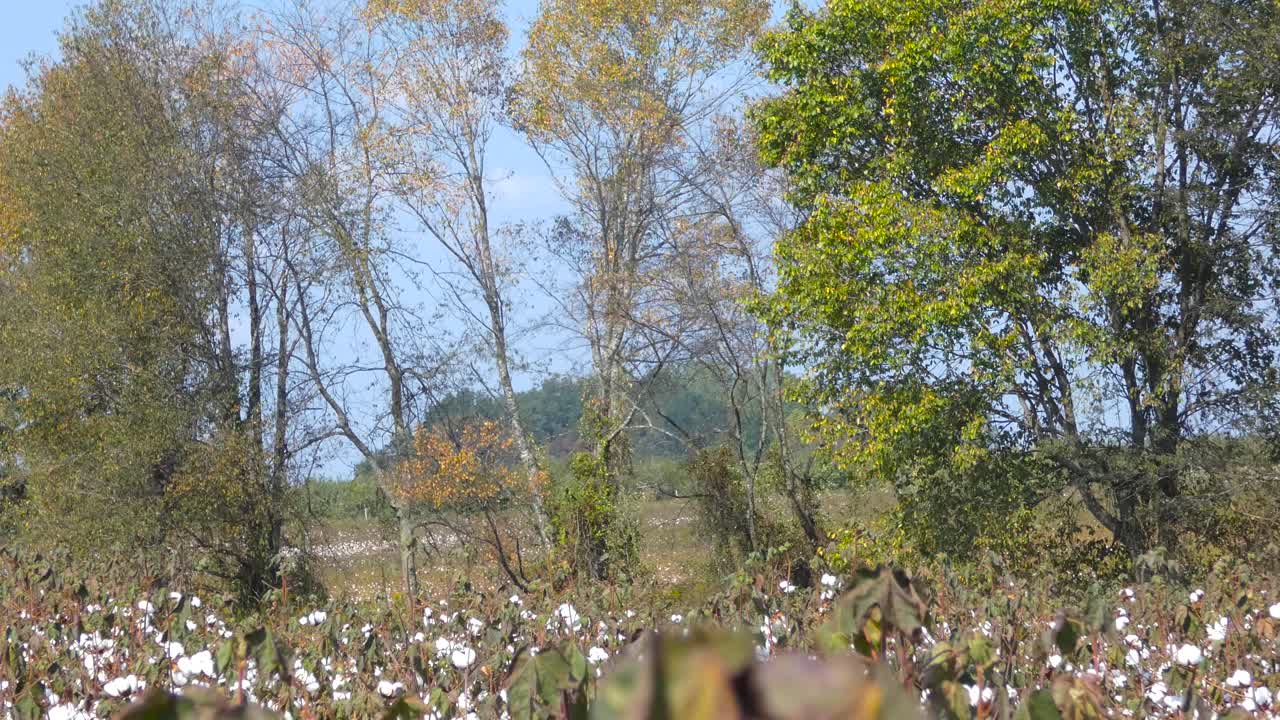 Handheld shot of field of cotton ready to harvest.