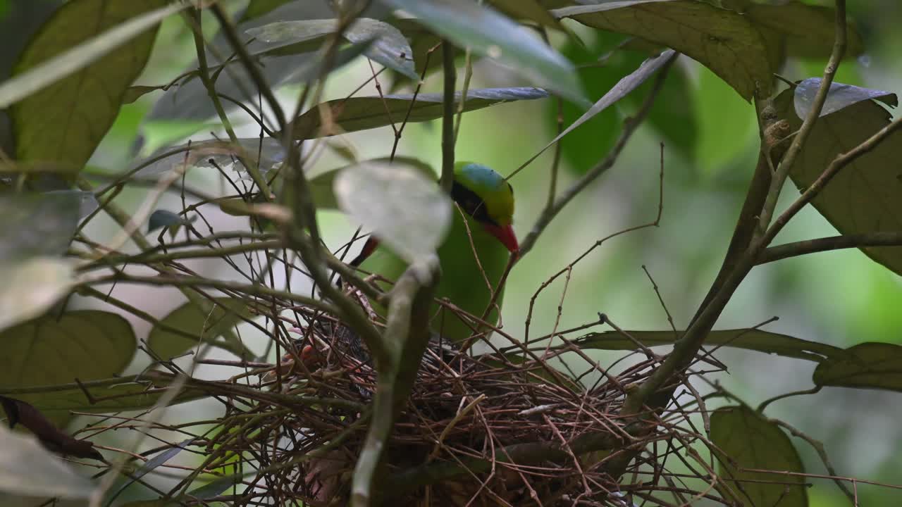 Common Green Magpie, Cissa chinensis, Kaeng Krachan National Park, Thailand