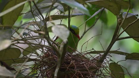 Common-Green-Magpie,-Cissa-chinensis,-Kaeng-Krachan-National-Park,-Thailand