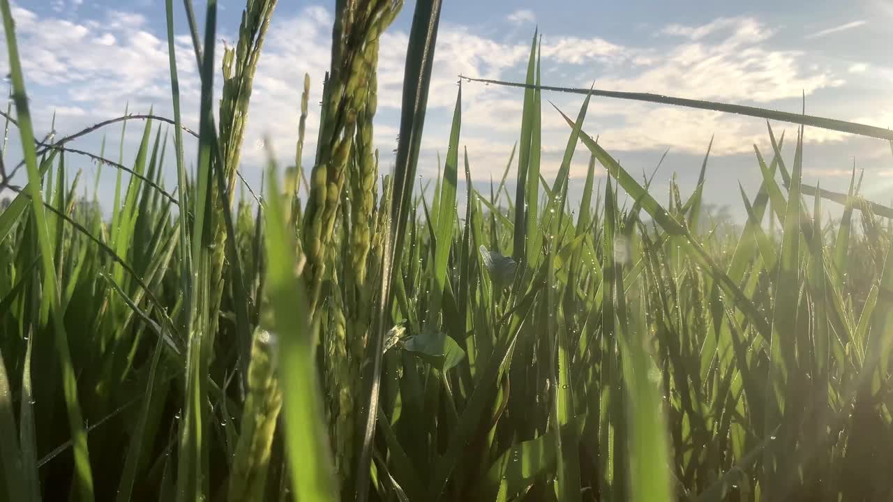 Ripresa in 4K con inclinazione verso l'alto di piante di riso verdi fresche e biologiche alla luce del mattino.
