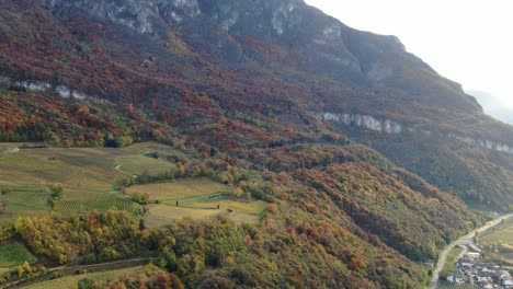 aerial drone over the vineyards in autumn in south tyrol