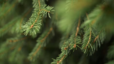 Tannenzweig-Mit-Nadeln-Bewegt-Sich-Im-Wind-Nahaufnahme-Mit-Schönem-Bokeh