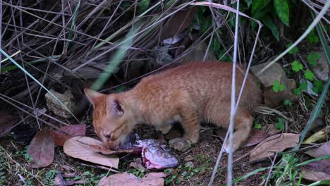 feral cat scaling a tilapia