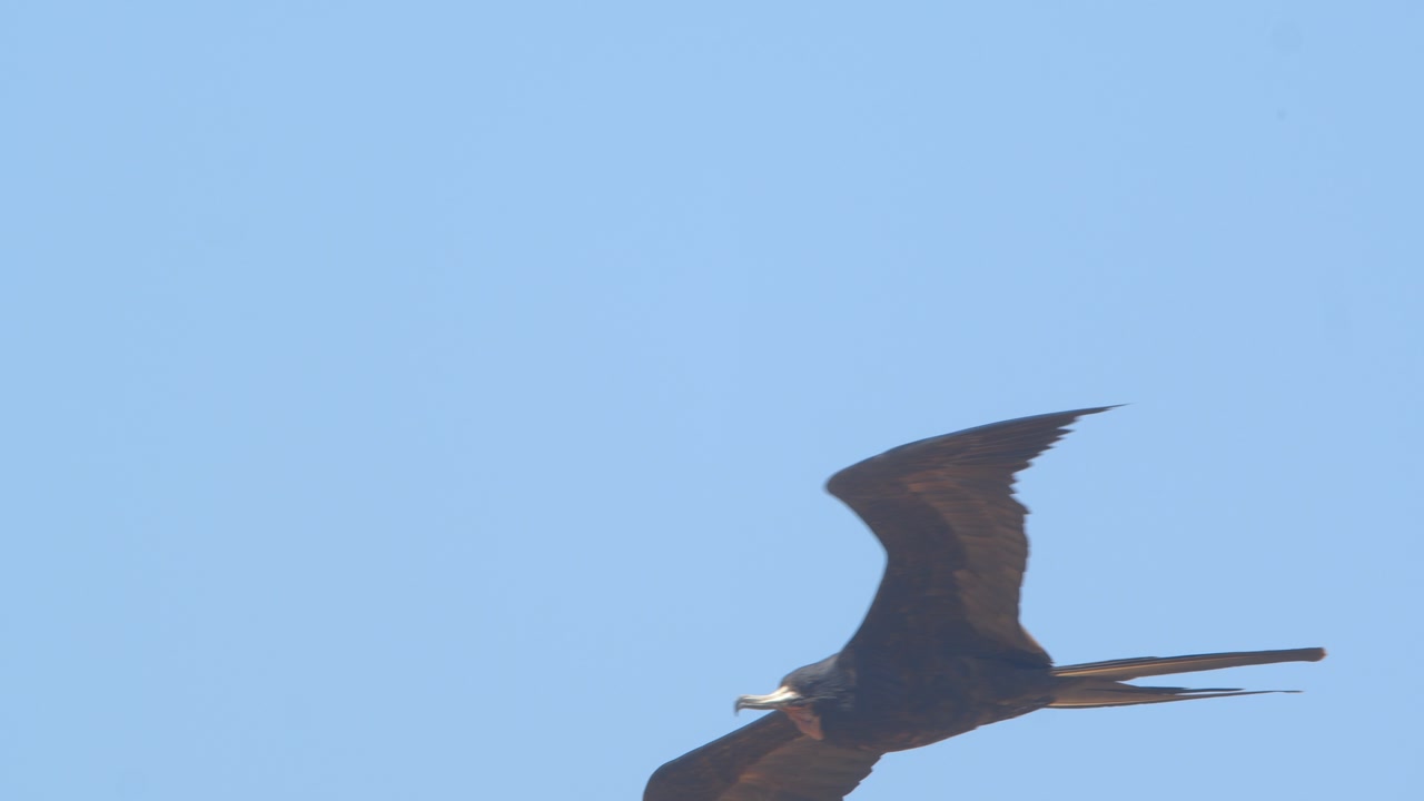 Frigatebird flying toward camera against blue sky Piura Peru, close up