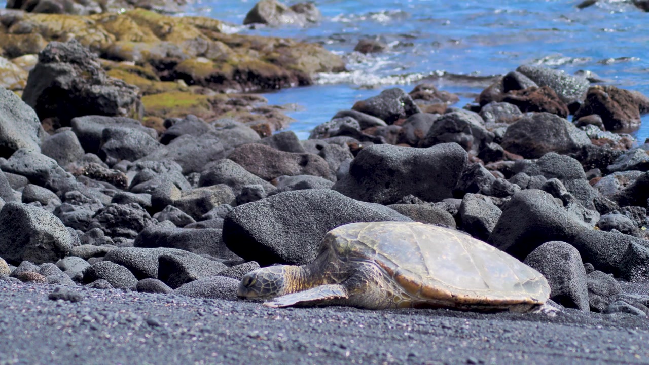​Honu sea turtle profile resting on a lava rock strip with seamoss and waves at black sand beach in Big Island Hawaii. Full body shot of green sea turtle on shore. Cinematic 4K video
