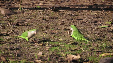 Toma-De-Cardán-De-Loros-Y-Palomas-Comiendo-Pan-En-El-Parque