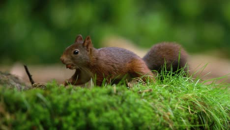 slow motion squirrel walking around sniffing with a hazelnut in it's mouth on a mossy log