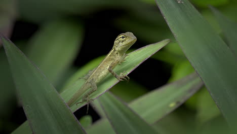 Bebé-Lagarto-En-Planta-De-Bosque-Profundo