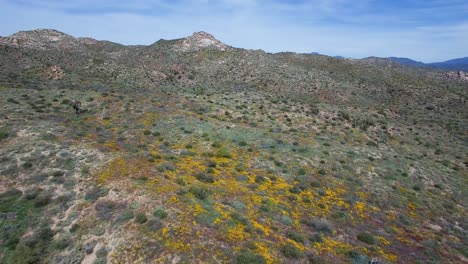 Empuje-Aéreo-Y-Pase-El-Cursor-Sobre-Las-Flores-Silvestres-Del-Desierto,-Lago-Bartlett,-Bosque-Nacional-Tonto,-Scottsdale,-Arizona