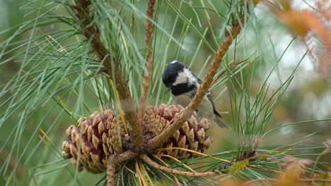 coal tit perched on pine tree branch pecking pignoli seeds from pine cones