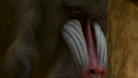 close-up of the face of a sick mandrill