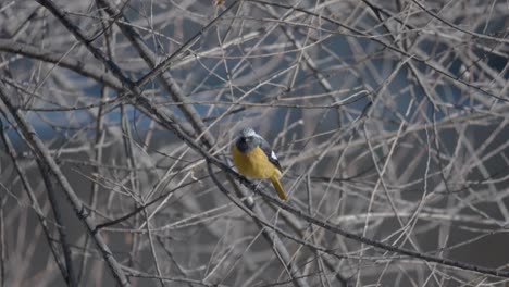 eastern yellow robin  fly out from tree branch