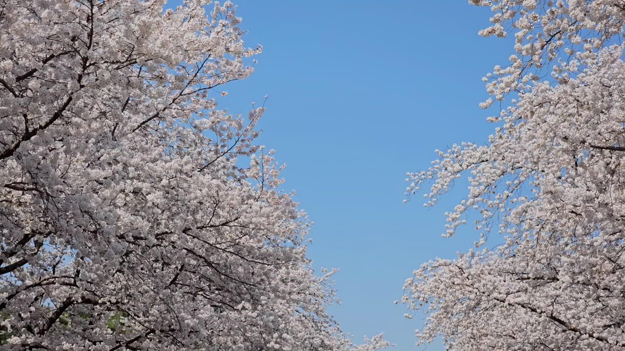 Cherry Blossom Flowers Against Blue Sky In Let's Run Park Seoul, Gwacheon, South Korea